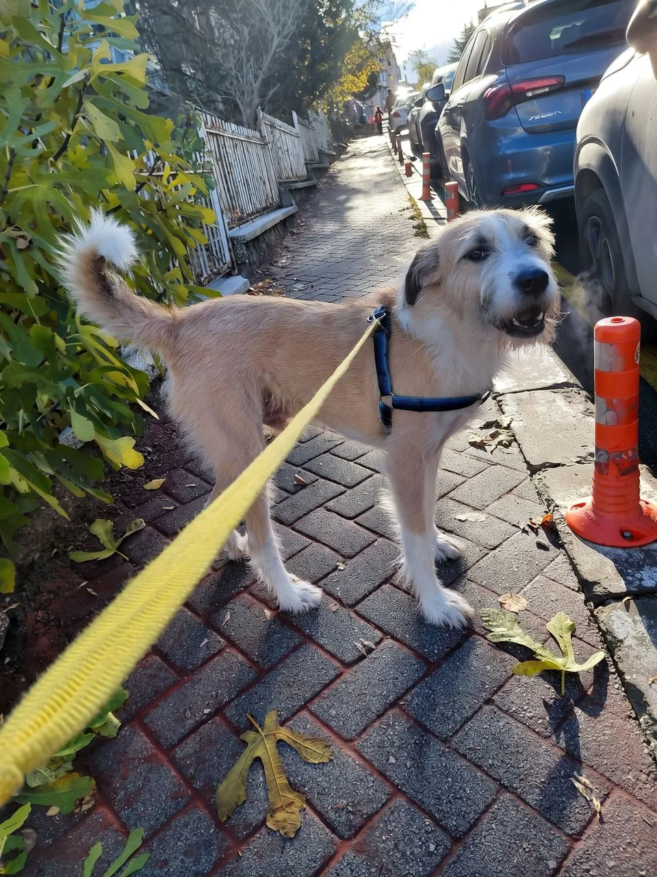 PatiRota yürüyüşünde tasmalı, mutlu bir köpek